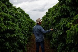 Coffee Prices Rise Significantly as Brazilian Real Strengthens