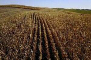 Corn Experiences Morning Boost on Wednesday as Ratings Fall Short of Expectations