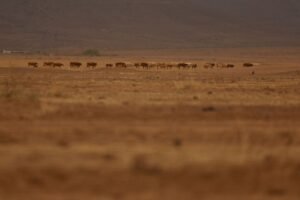 Farmers in Northern Mexico Battle Drought While Engaging in Water Dispute with the United States