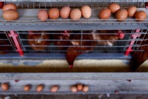 U.S. Agricultural Agency Cancels Plan to Reduce Salmonella Risks in Poultry
