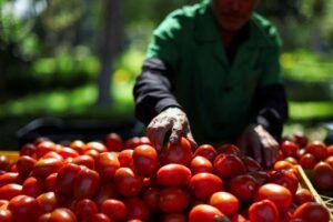 US announces 21% tariff on most tomatoes imported from Mexico starting July 14.
