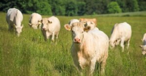Cattle Prepare for Upcoming Week Following Late-Week Adjustment