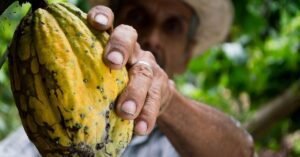 Dollar Decline Boosts Cocoa Prices