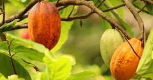 Cocoa futures experience their highest increase in more than a week due to worries about the harvest.