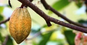 New York Cocoa Prices Rise Due to Worries About West African Cocoa Harvest