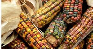 Corn Ends Friday with Increases