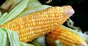 Corn Rises in Tuesday Morning Trading