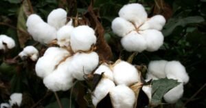 Cotton Returns to Varied Trading on Tuesday Morning