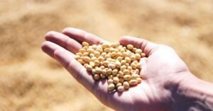 Soybean Prices Recover in Monday Morning Market