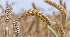 Wheat Prices Decline by Midday on Friday