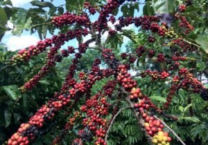 Brazil’s 2025 Robusta Coffee Harvest is Underway and May Exceed Expectations, Experts Report