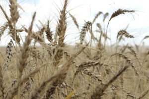 Exclusive: China Purchases Canadian and Australian Wheat Due to Heat Impacting Crops, According to Traders