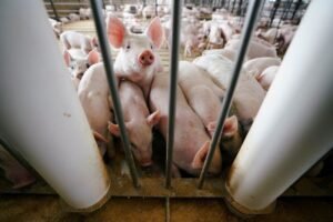 Pigs Set Their Sights on Thursday with Strong Cutout Prices