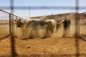 US Halts Imports of Mexican Cattle, Horses, and Bison Due to Screwworm Infestation