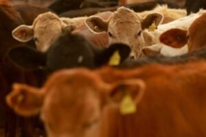 USDA Chief Veterinarian Predicts Resumption of Mexican Cattle Imports by Year End